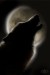 vlk vyjící na měsíc