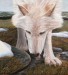 bílý vlk